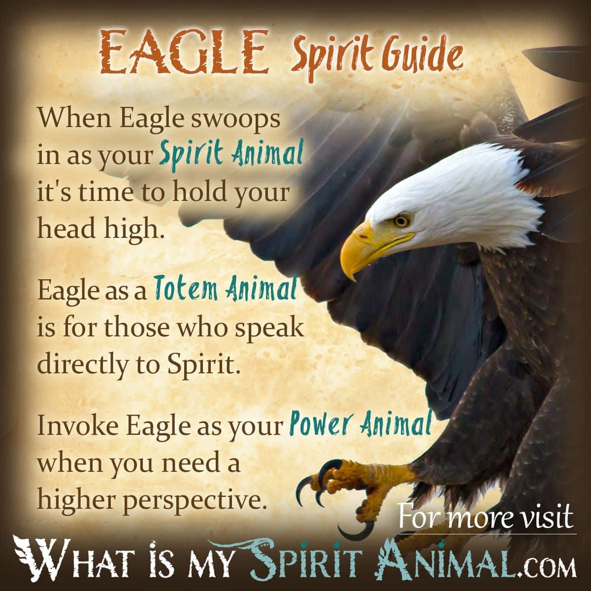 spiritual-meaning-behind-seeing-a-bald-eagle